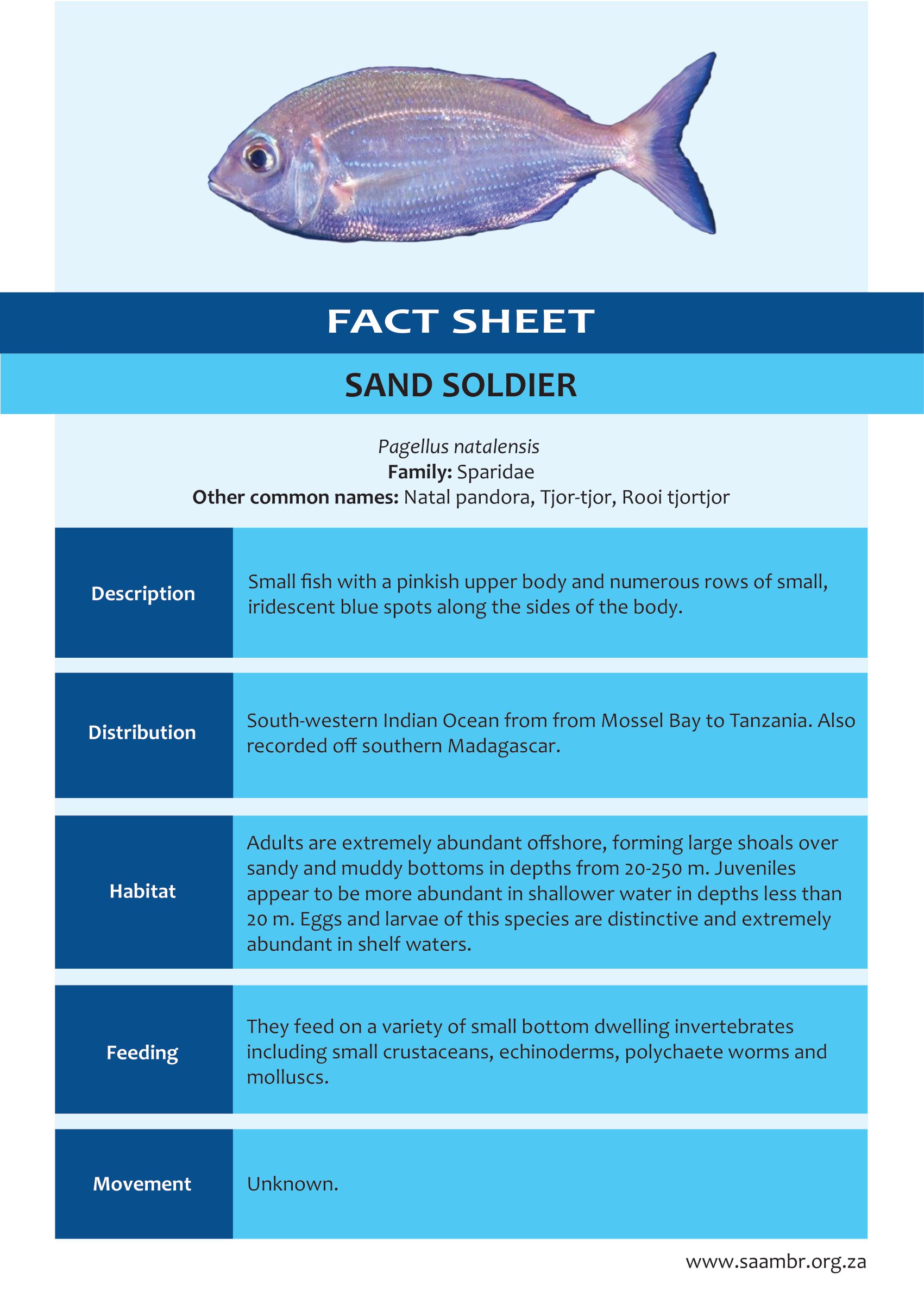 Sand Soldier