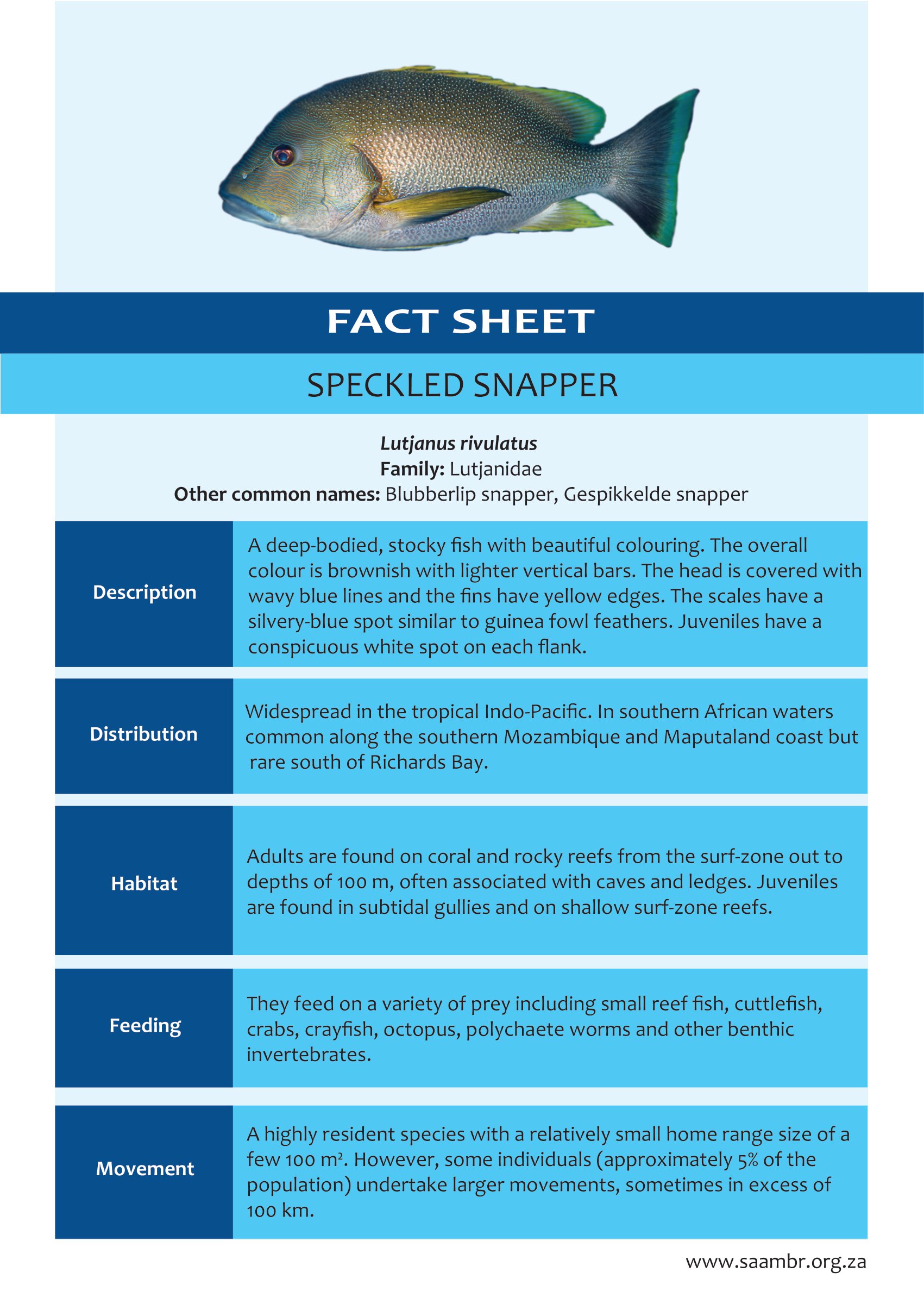 Speckled Snapper