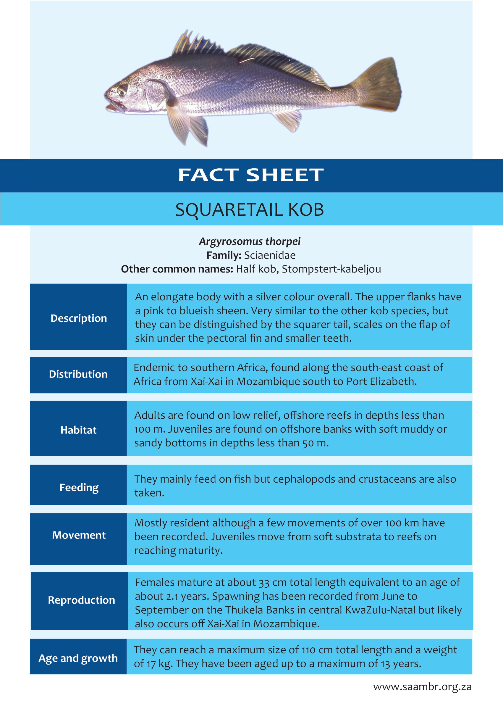 Squaretail Kob
