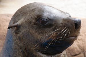 Jabu-SAAMBR-web